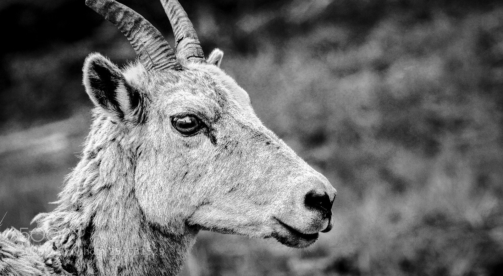 Canon EOS 60D sample photo. Ys big horn photography