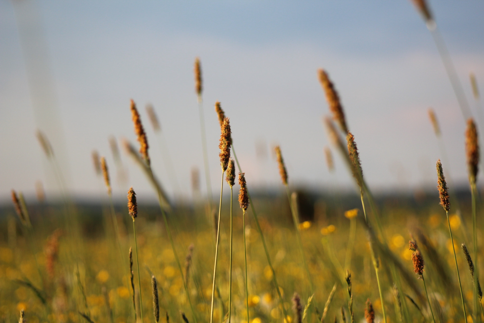 Canon EF 75-300mm f/4-5.6 sample photo