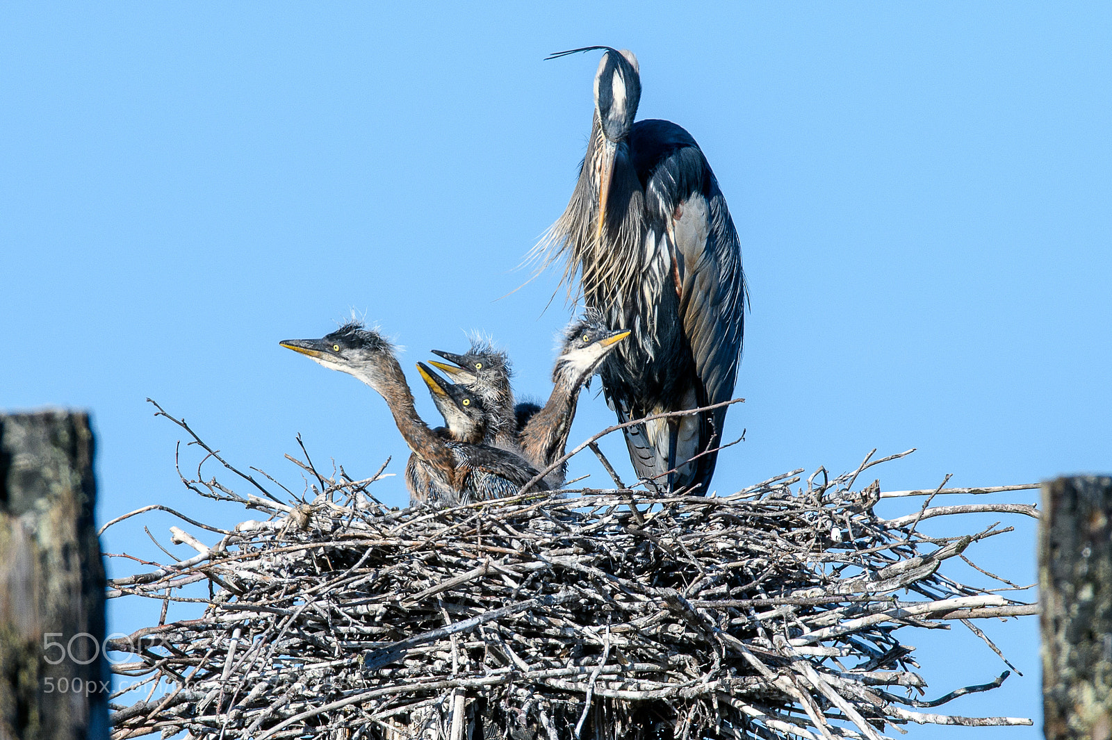 Nikon D850 sample photo. Heron chicks2 photography