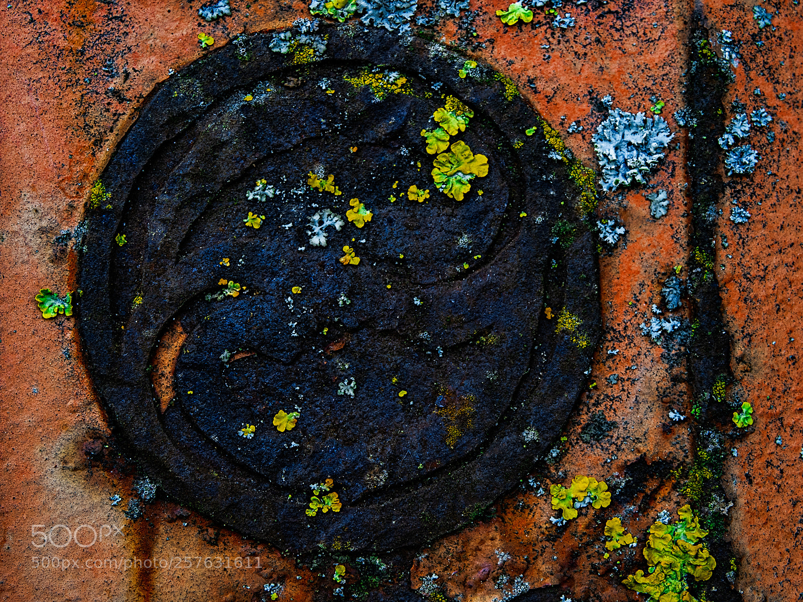 Olympus OM-D E-M5 II sample photo. Symbiosis photography
