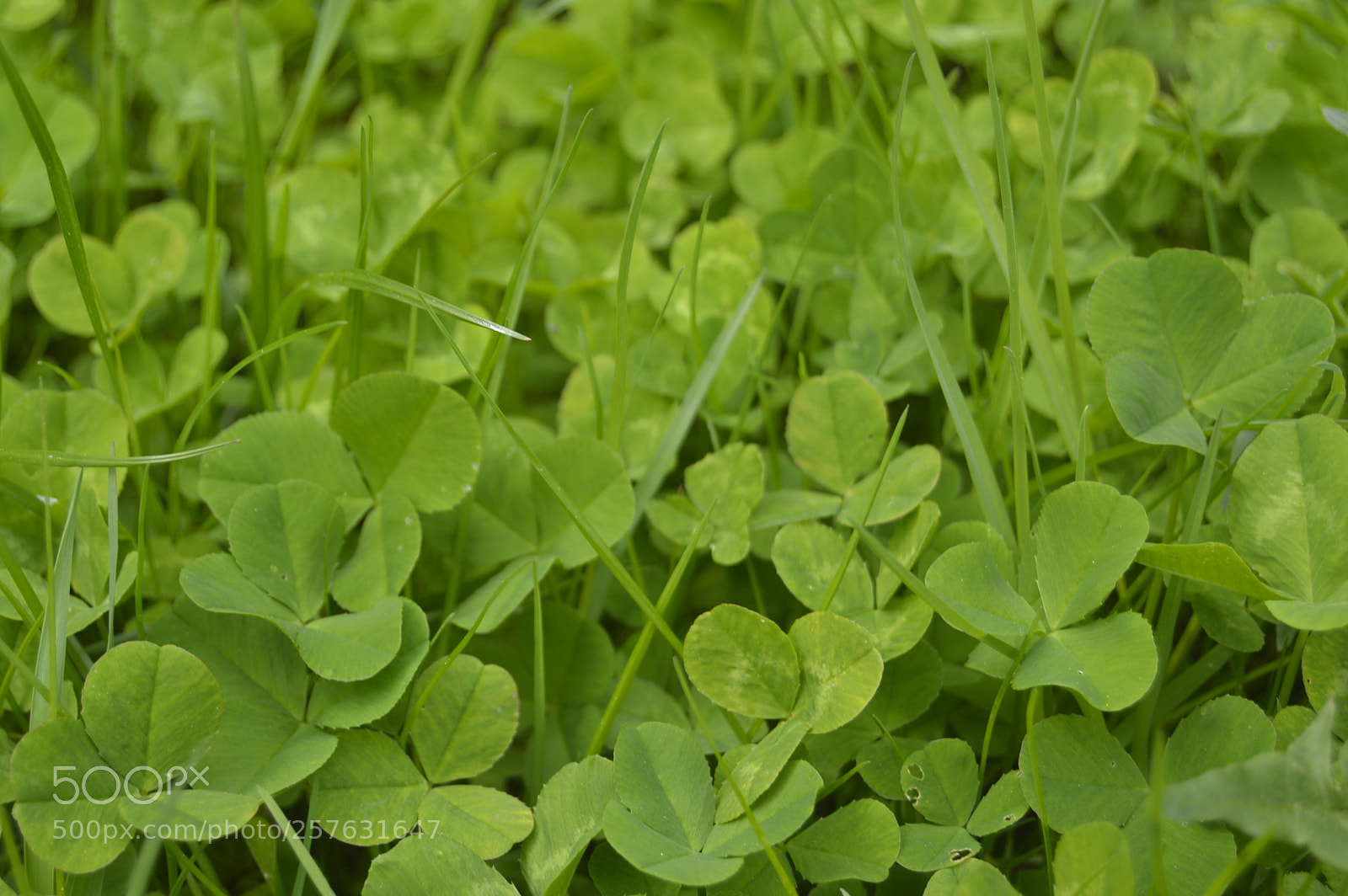 Nikon D3200 sample photo. Macro billeder af naturen photography