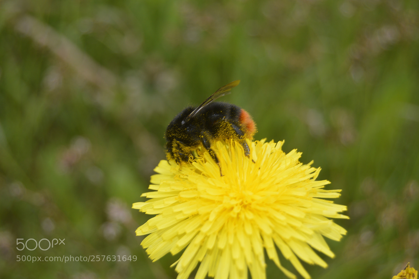 Nikon D3200 sample photo. Macro billeder af naturen photography