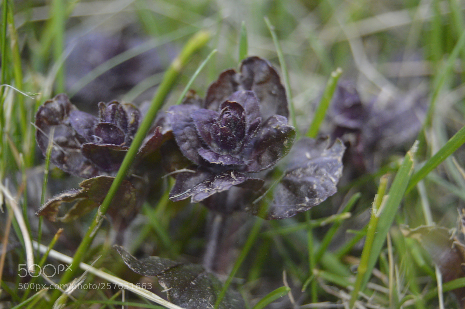 Nikon D3200 sample photo. Macro billeder af naturen photography