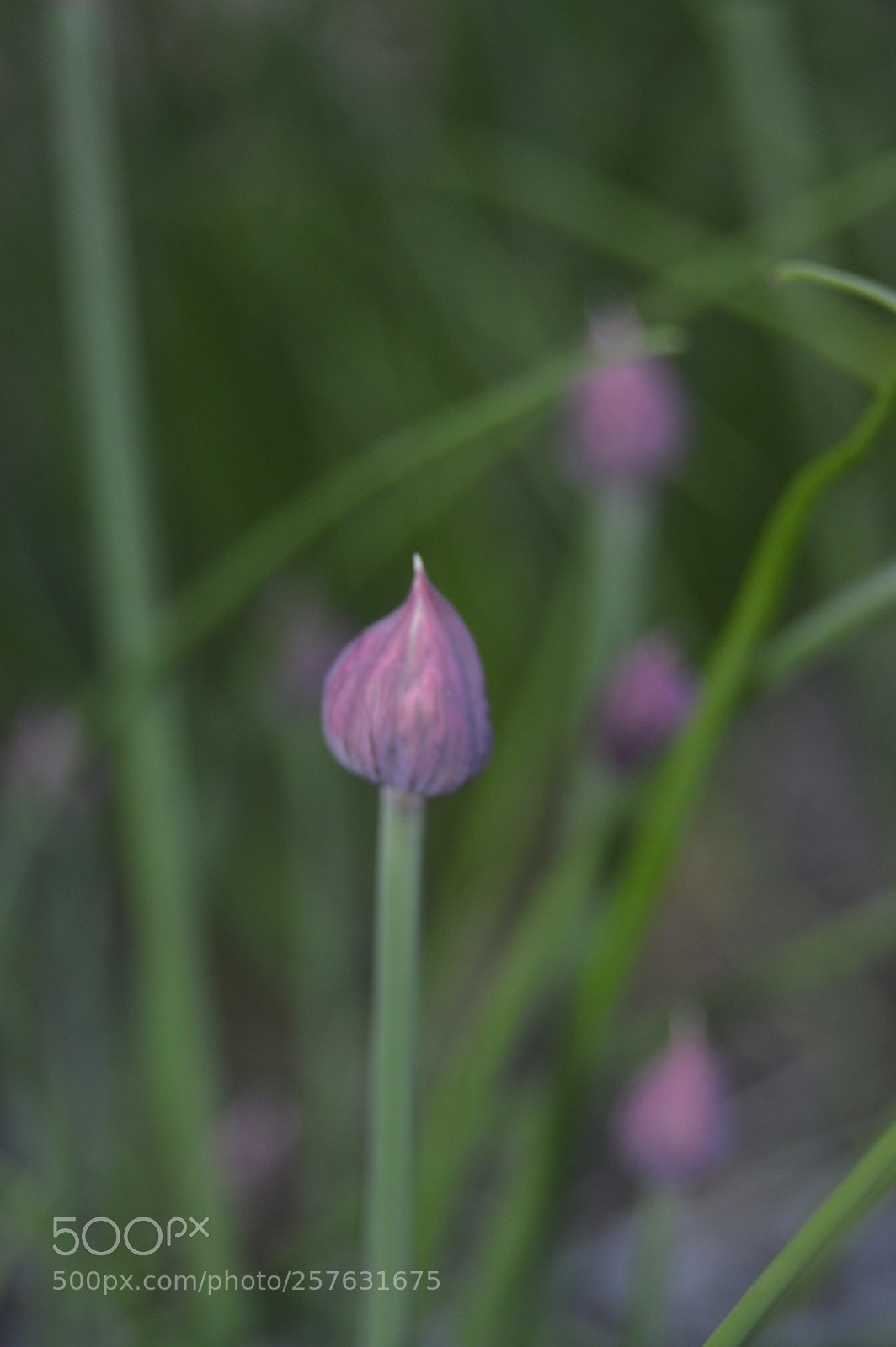 Nikon D3200 sample photo. Macro billeder af naturen photography