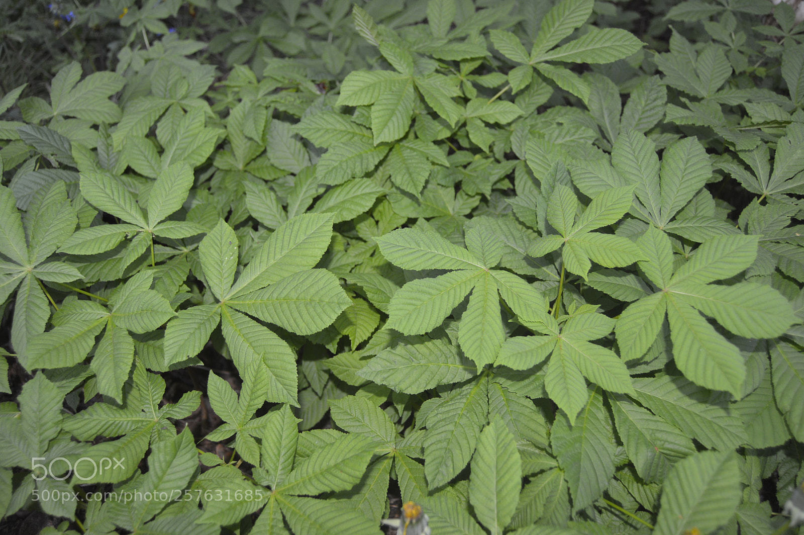 Nikon D3200 sample photo. Macro billeder af naturen photography