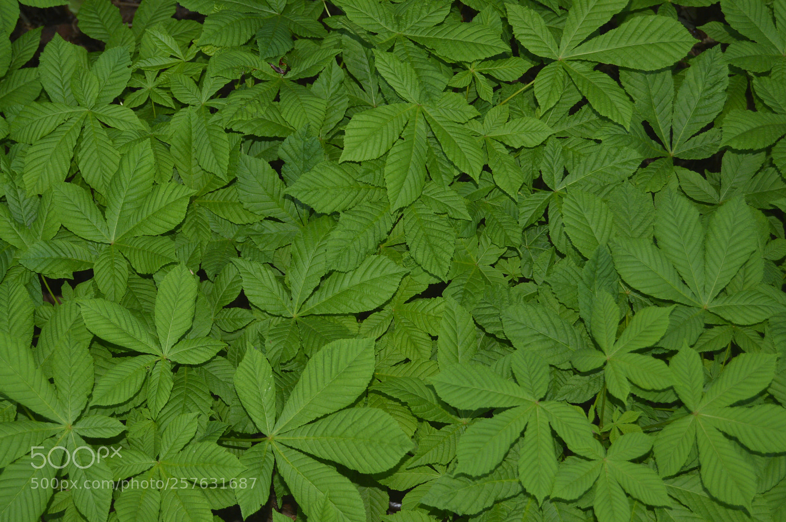 Nikon D3200 sample photo. Macro billeder af naturen photography