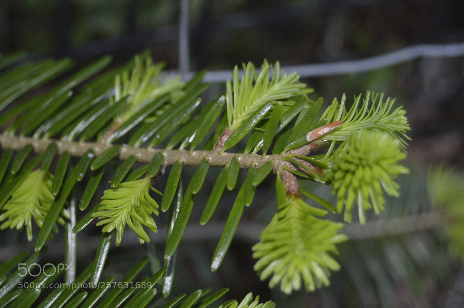 Nikon D3200 sample photo. Macro billeder af naturen photography