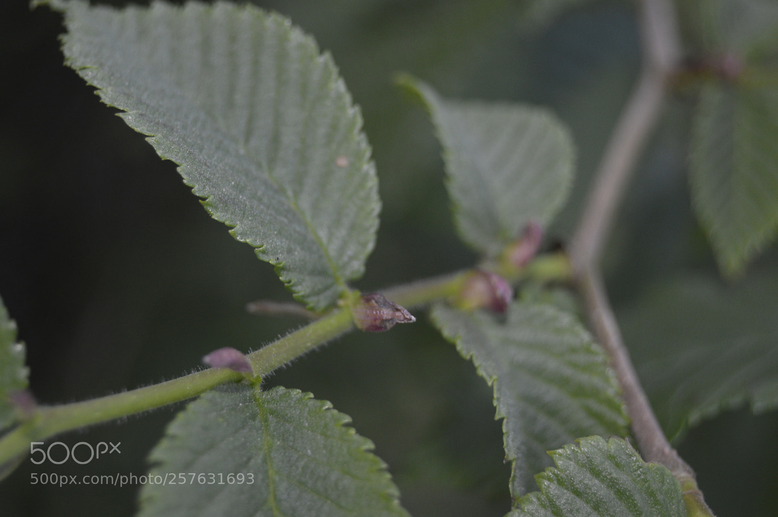 Nikon D3200 sample photo. Macro billeder af naturen photography