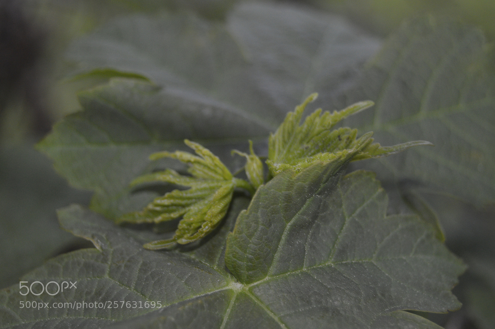 Nikon D3200 sample photo. Macro billeder af naturen photography