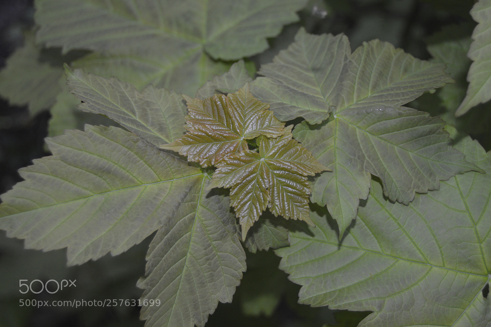 Nikon D3200 sample photo. Macro billeder af naturen photography