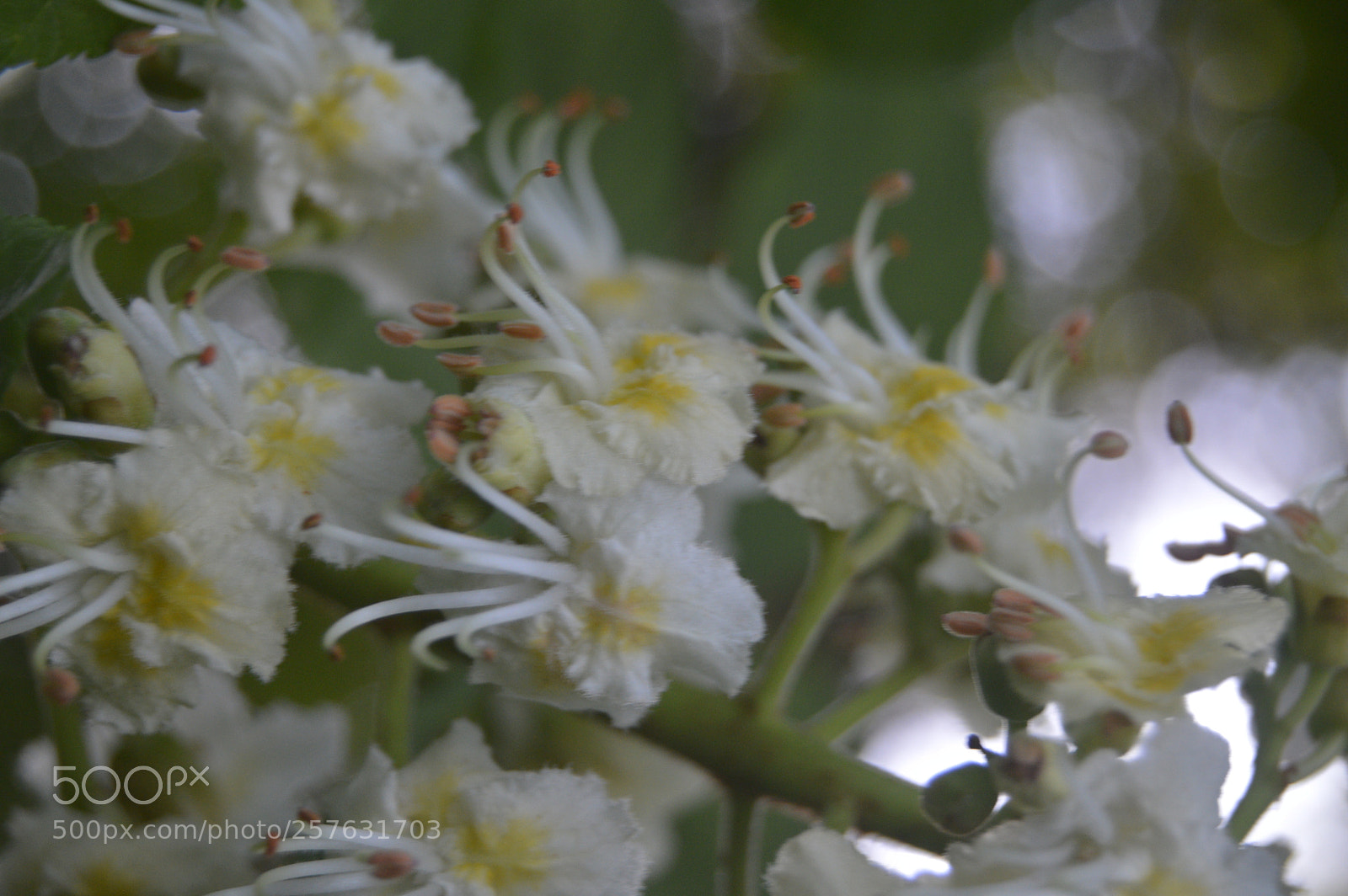 Nikon D3200 sample photo. Macro billeder af naturen photography