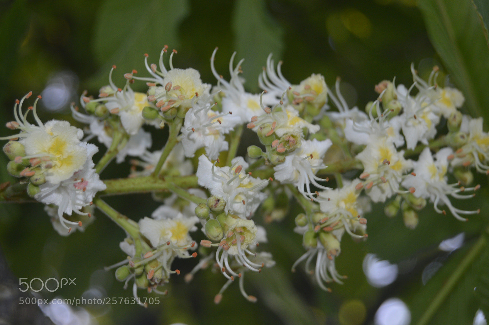 Nikon D3200 sample photo. Macro billeder af naturen photography