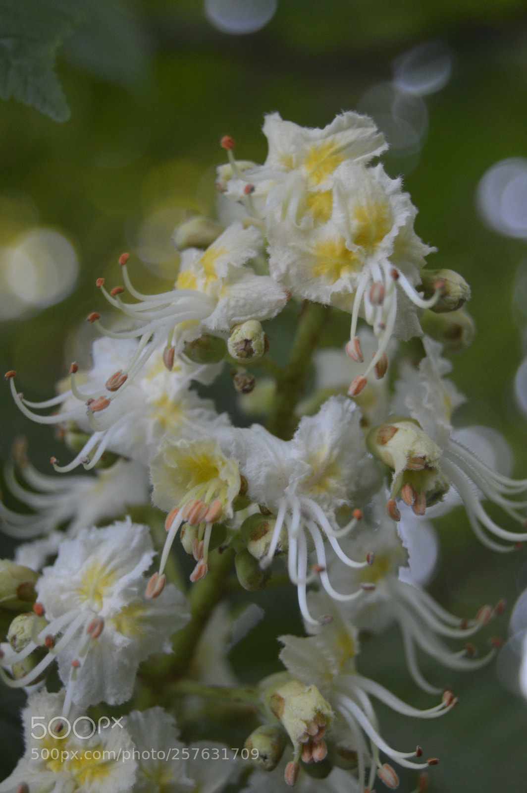Nikon D3200 sample photo. Macro billeder af naturen photography