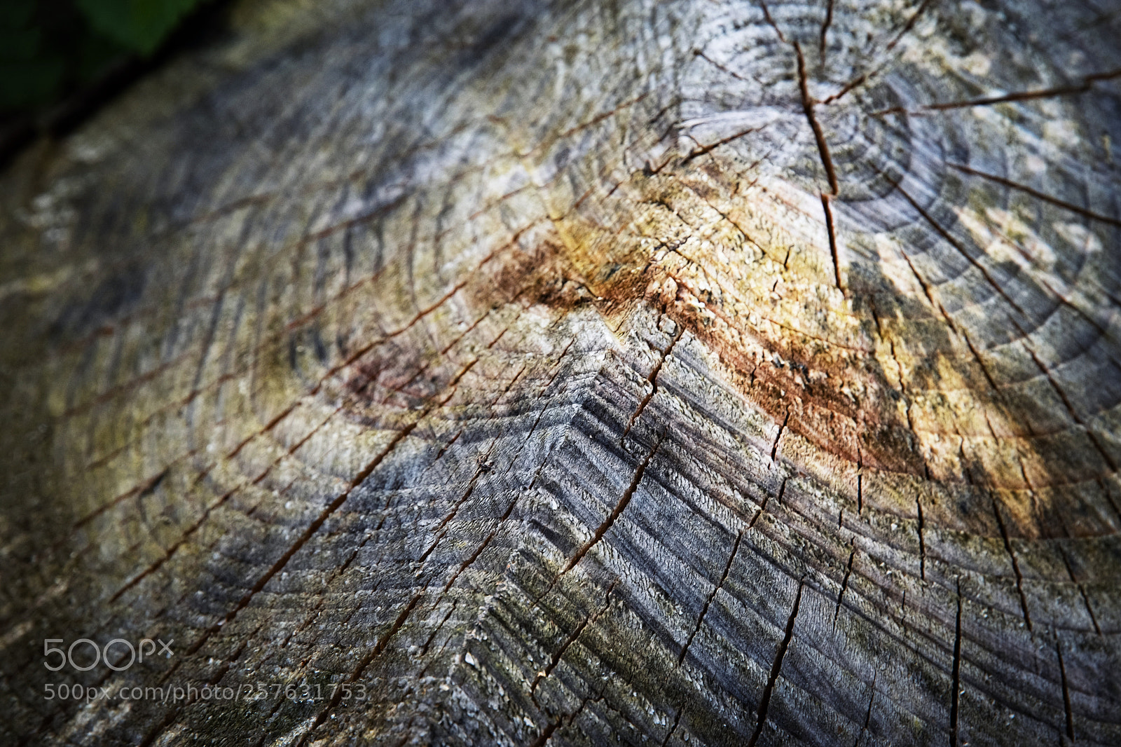 Nikon D5500 sample photo. Detail rotten stump photography