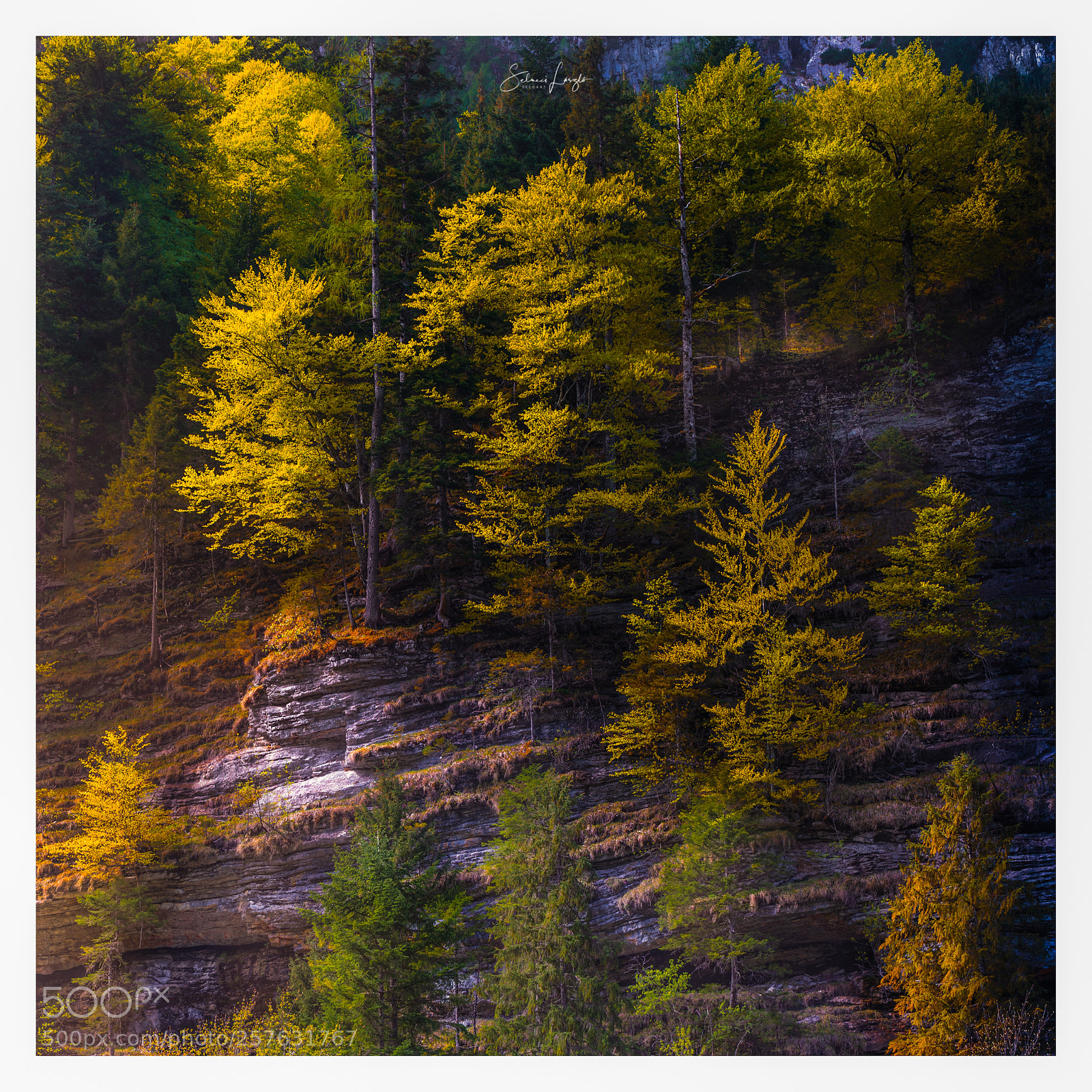 Nikon D750 sample photo. Fall photography