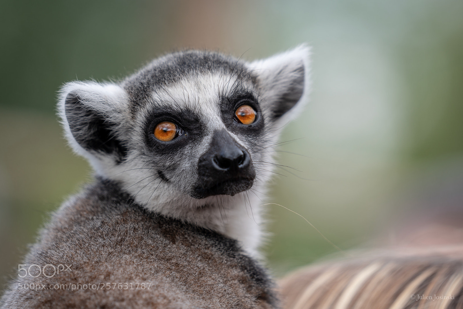 Sony a7R III sample photo. Lémurien  photography