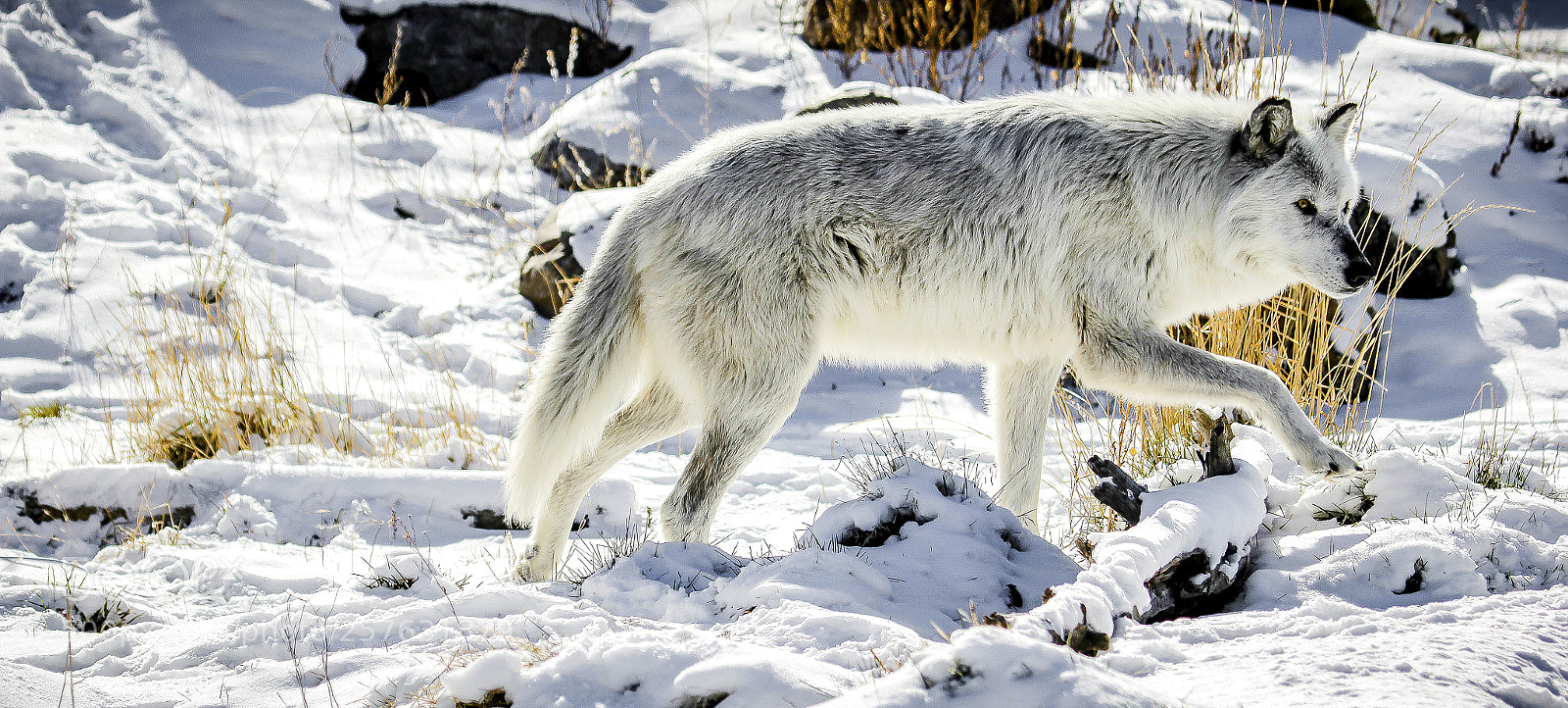 Canon EOS 60D sample photo. Ys wolf photography