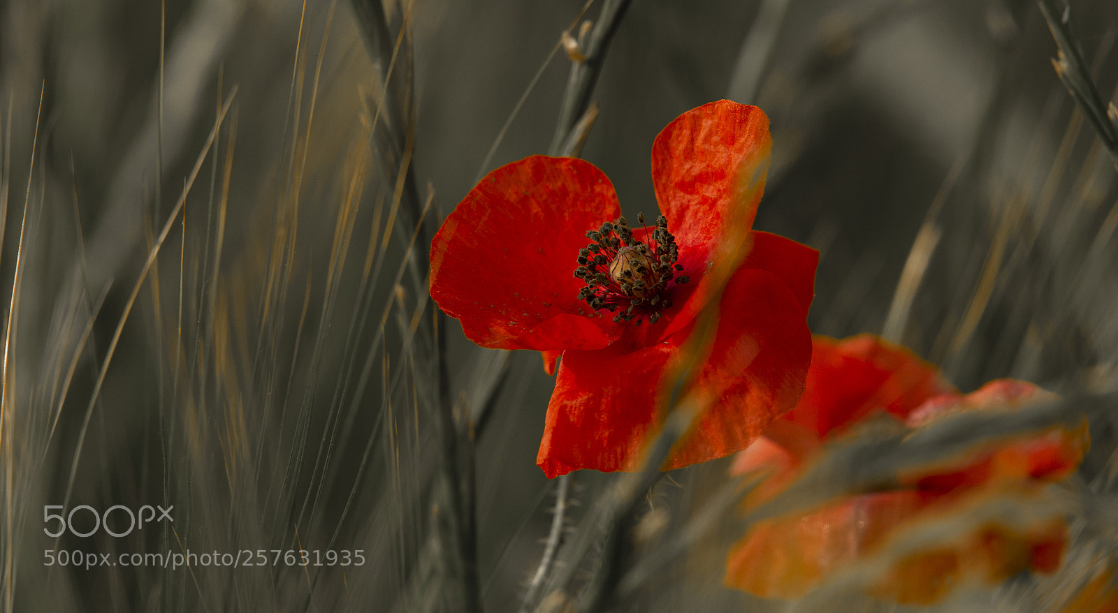 Nikon D610 sample photo. Amapola photography