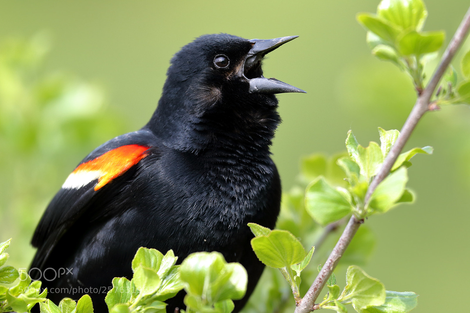 Canon EOS-1D Mark IV sample photo. The song of red photography