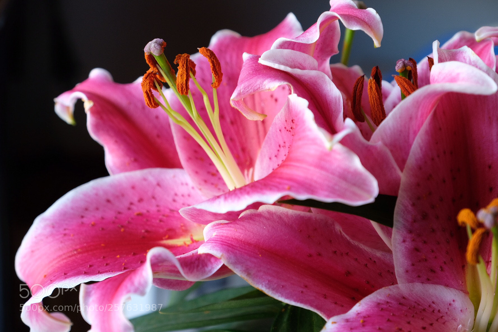 Fujifilm X-T2 sample photo. Pink lily photography