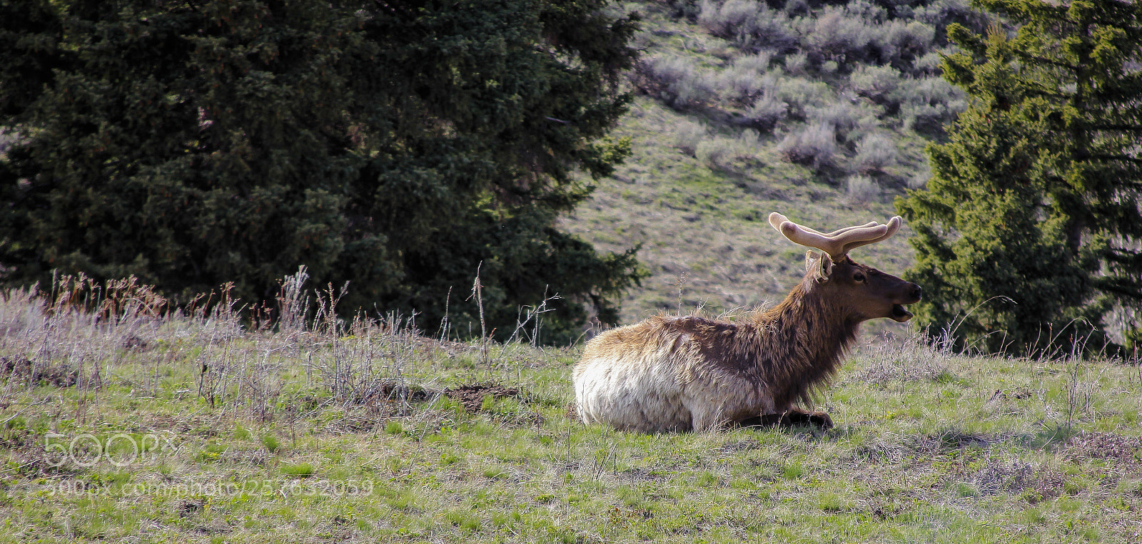 Canon EOS 60D sample photo. Ys elk photography