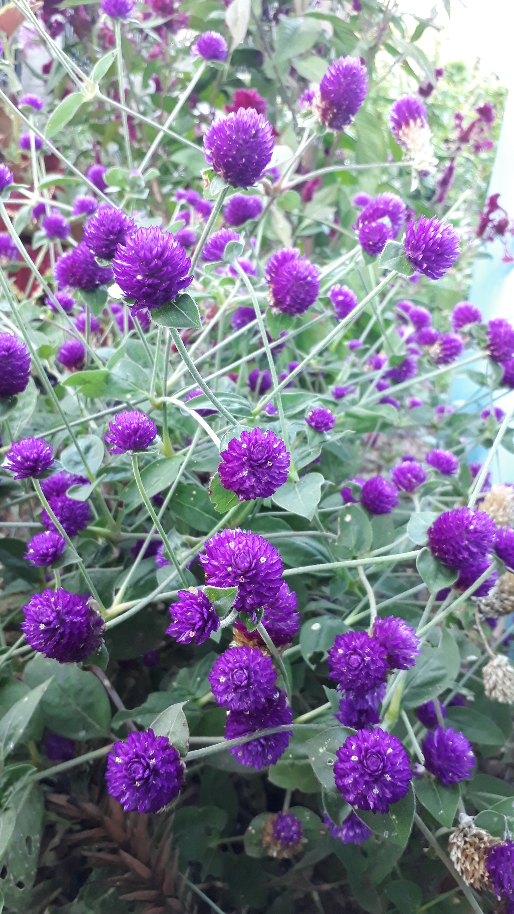 Samsung Galaxy J7 Prime sample photo