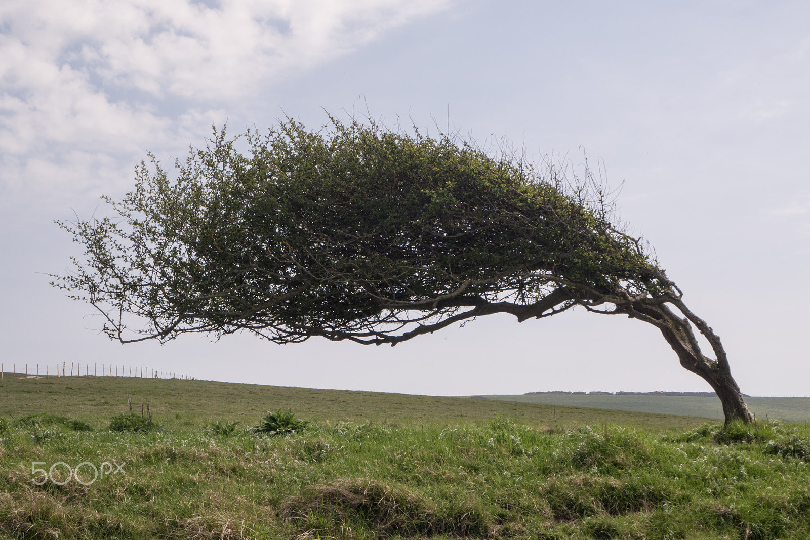 Olympus PEN E-PL8 sample photo. Gone with the wind photography