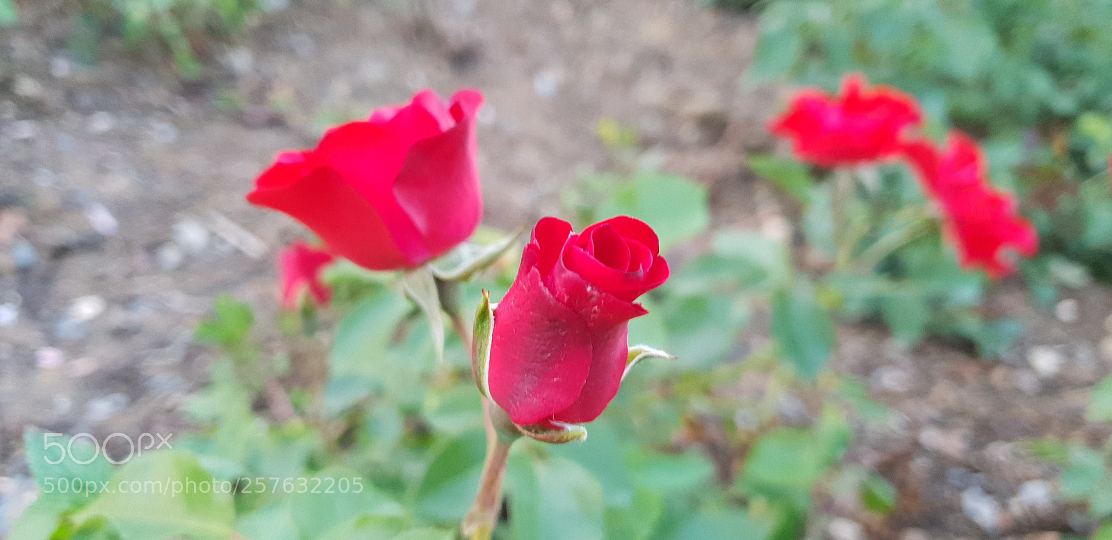 Samsung Galaxy S9+ sample photo. Untitled photography