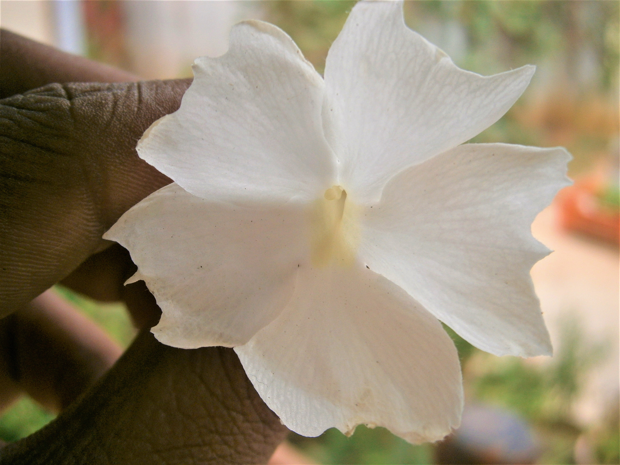 Olympus VG120,D705 sample photo. Flower photography