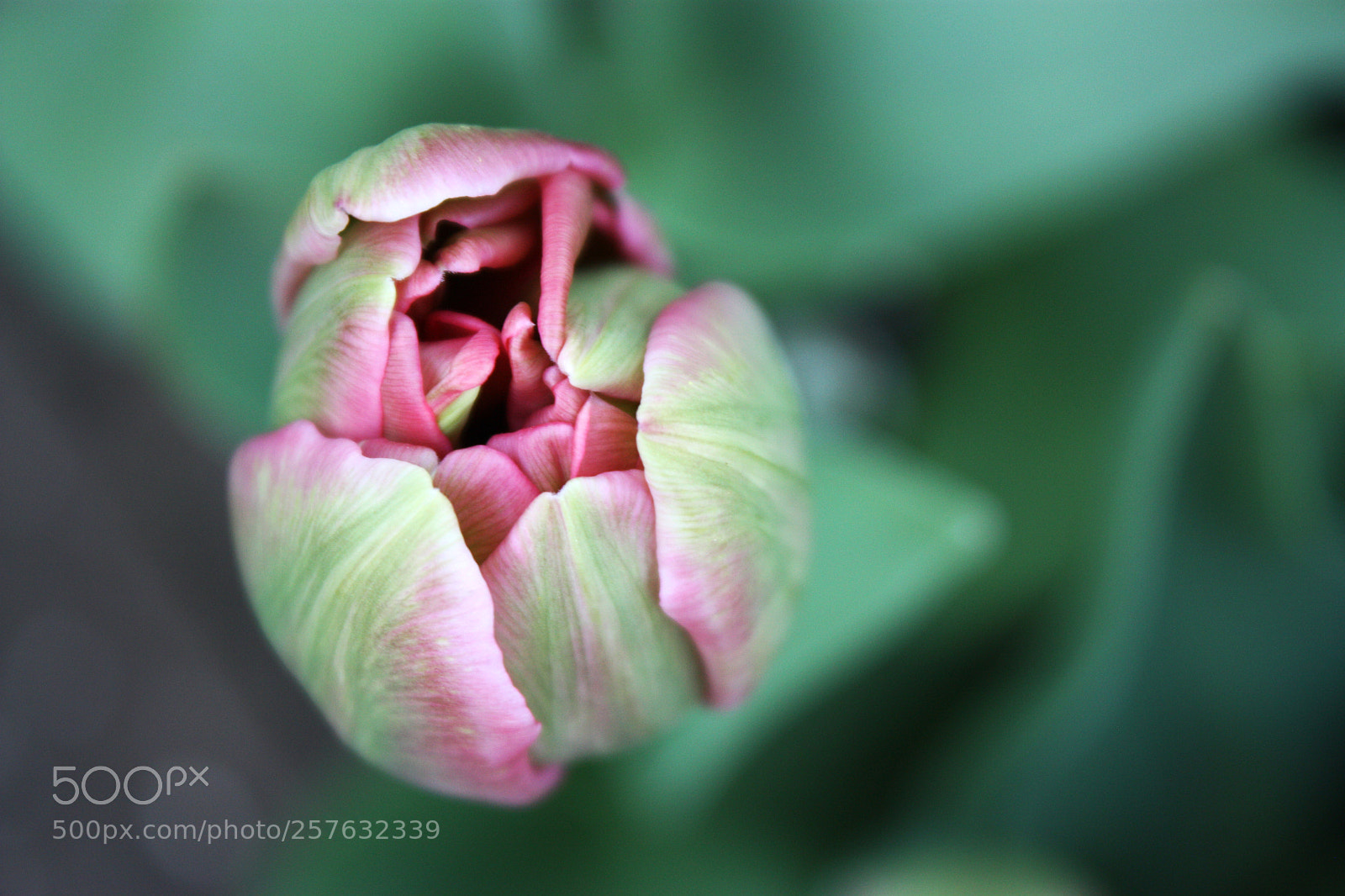 Canon EOS 450D (EOS Rebel XSi / EOS Kiss X2) sample photo. Tulip bud photography