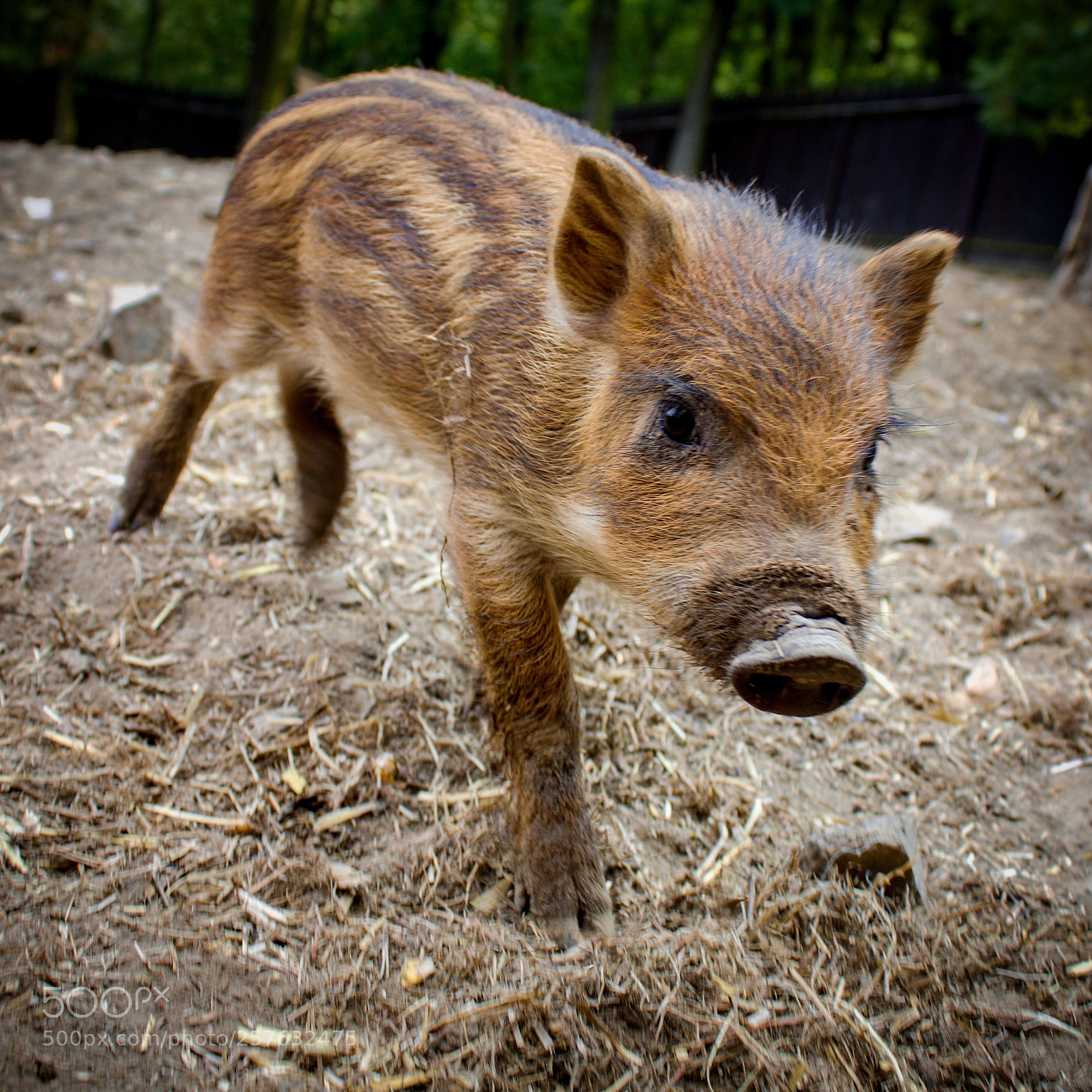 Canon EOS 100D (EOS Rebel SL1 / EOS Kiss X7) sample photo. Baby pig photography