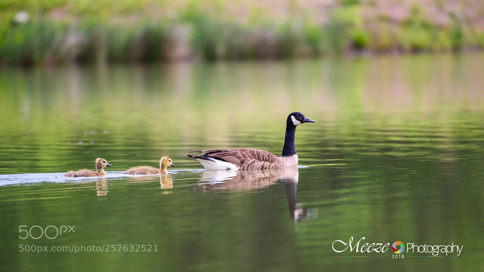 Nikon D750 sample photo. Geese photography