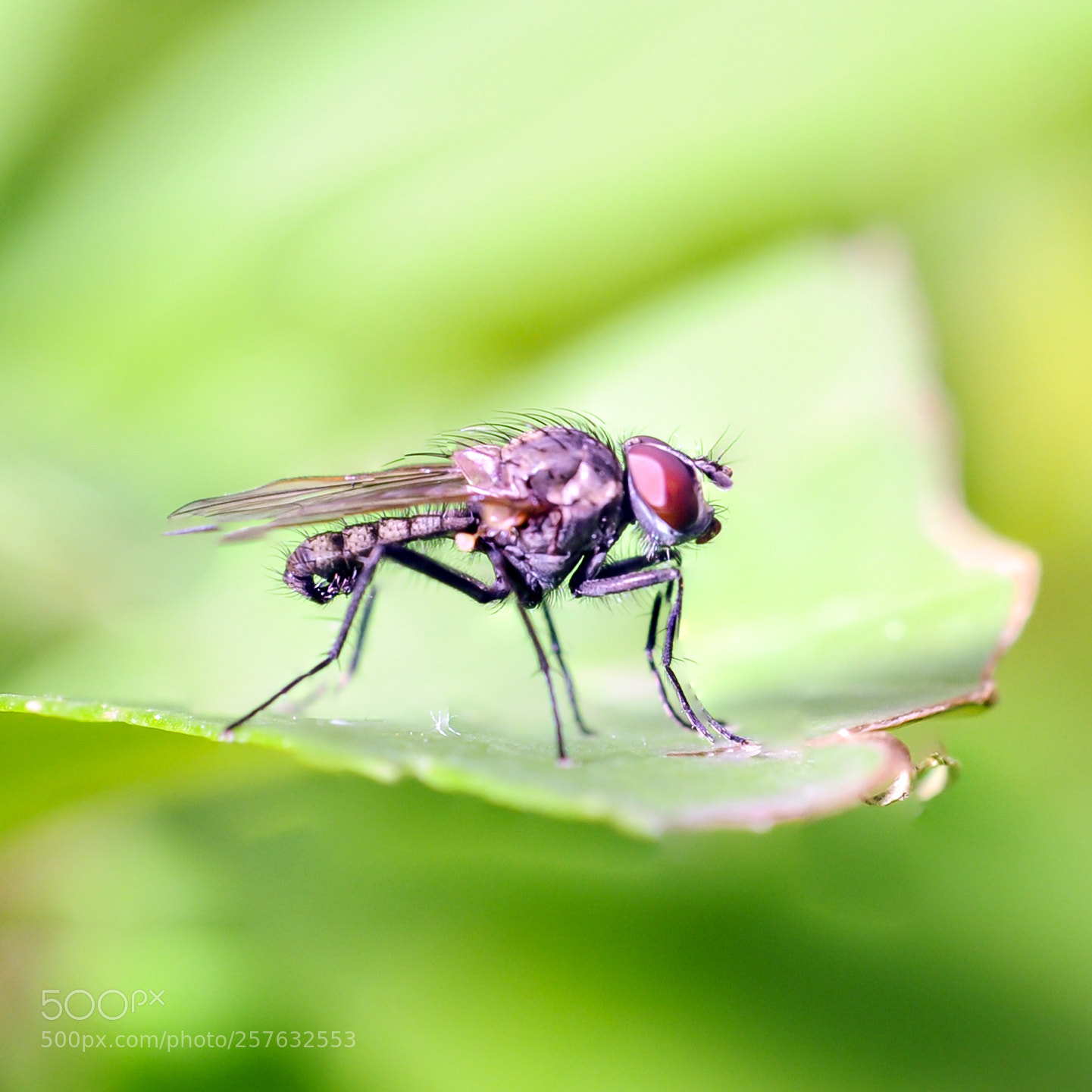 Nikon D300S sample photo. Ready to flight photography