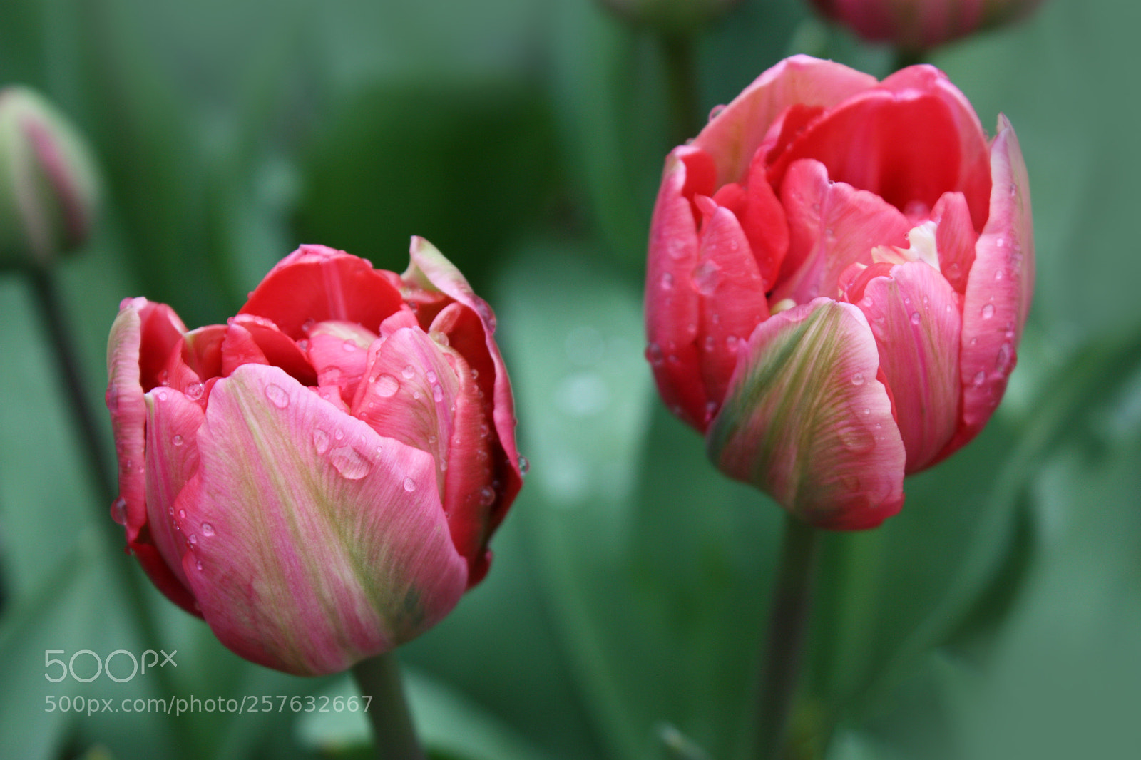 Canon EOS 450D (EOS Rebel XSi / EOS Kiss X2) sample photo. Tulips after the rain photography