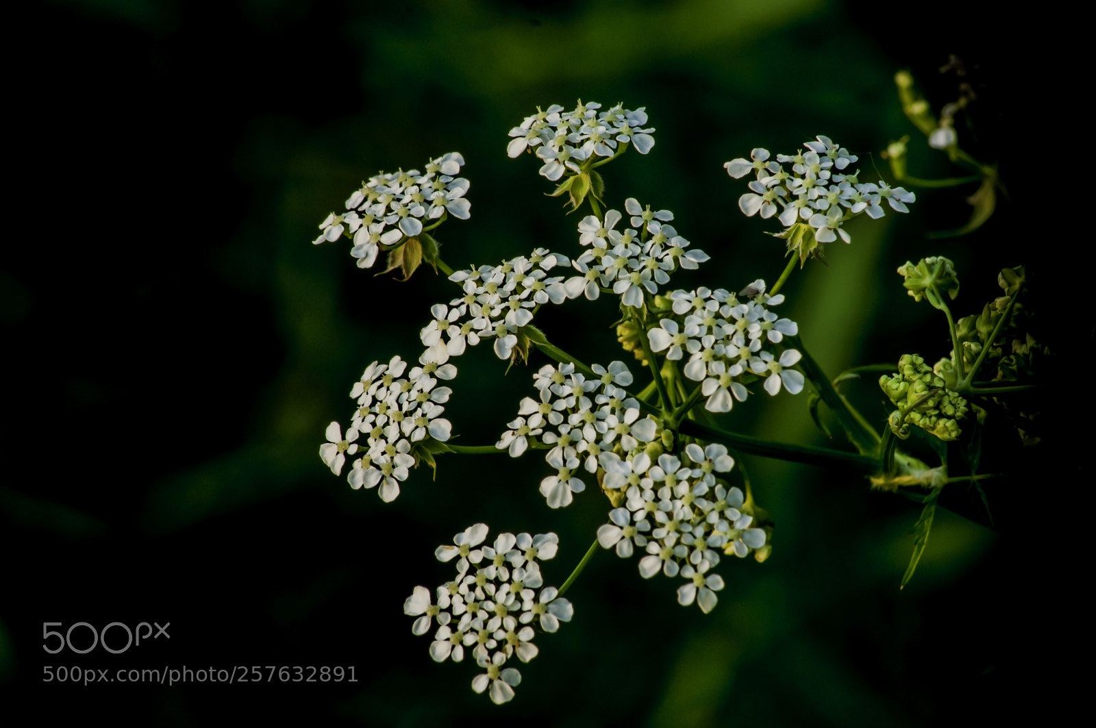 Nikon D5000 sample photo. White field flower photography