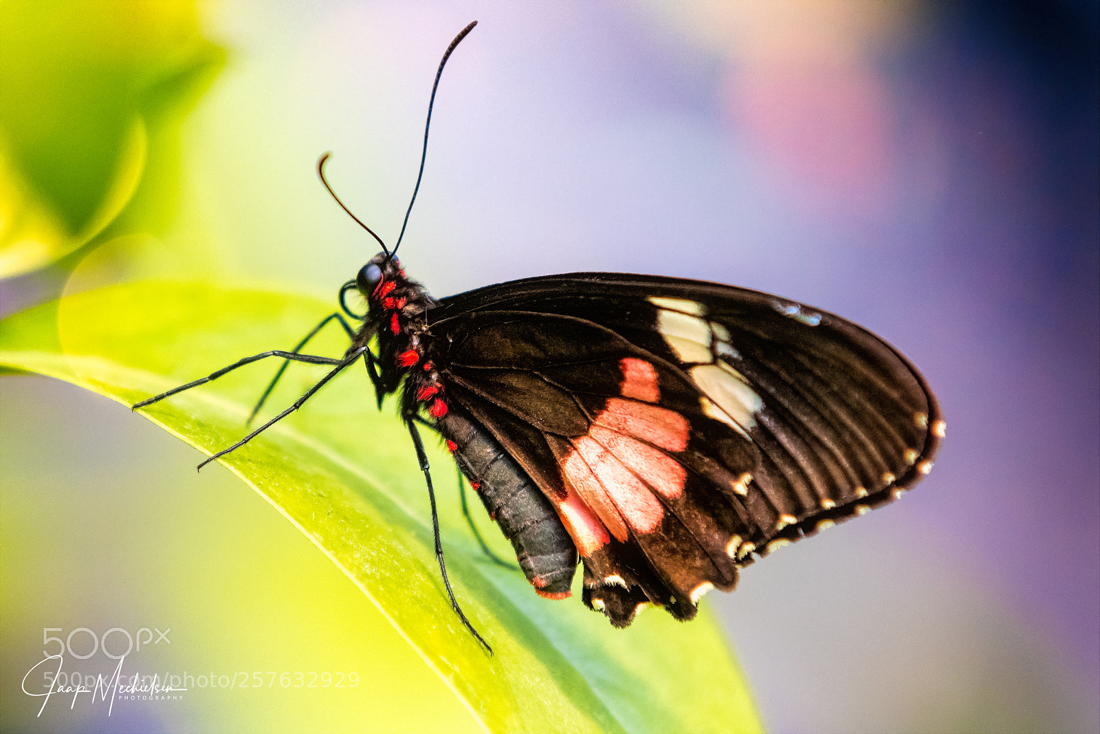Canon EOS 7D Mark II sample photo. Doris passiebloemvlinder photography