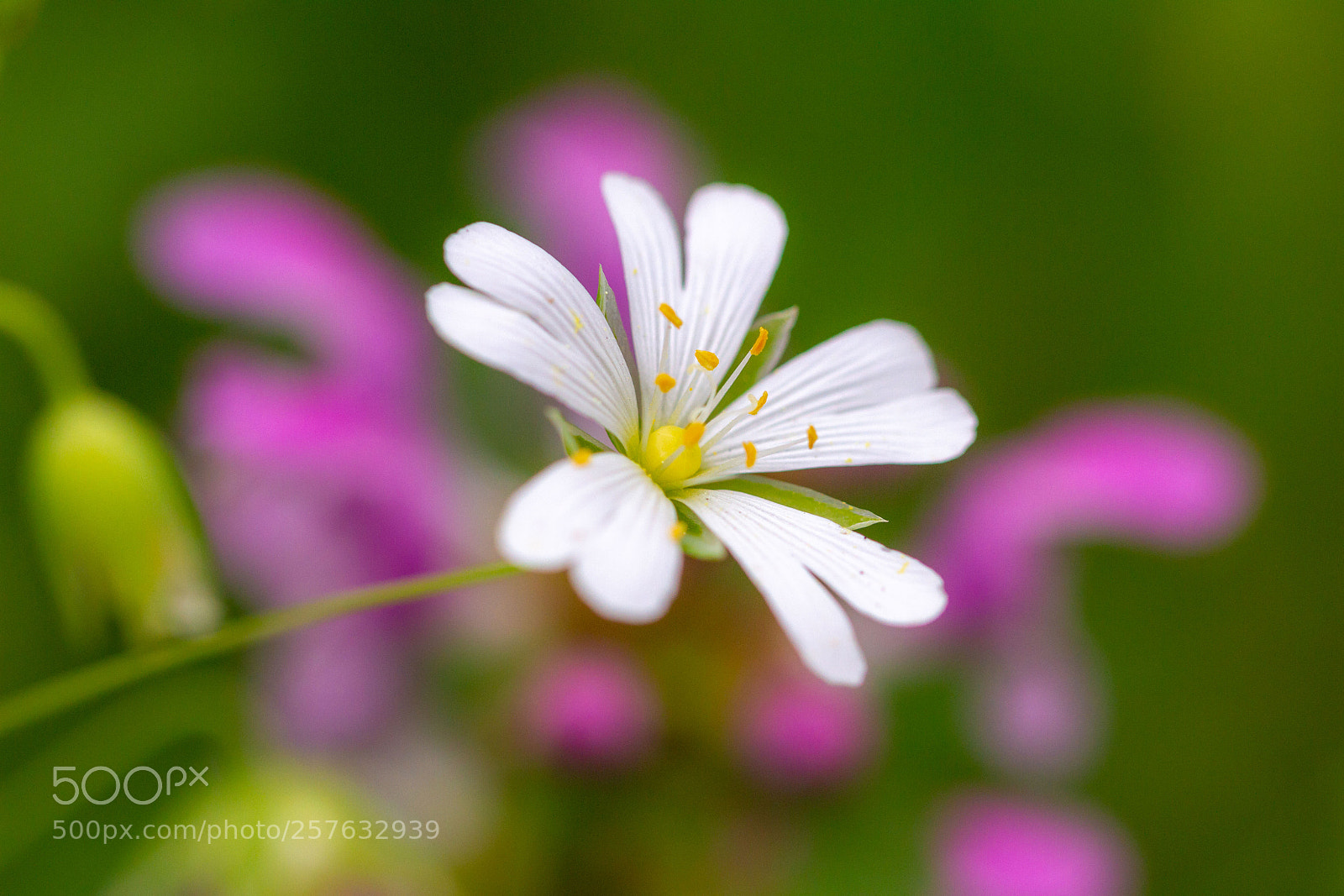 Canon EOS 7D sample photo. Stellaire photography