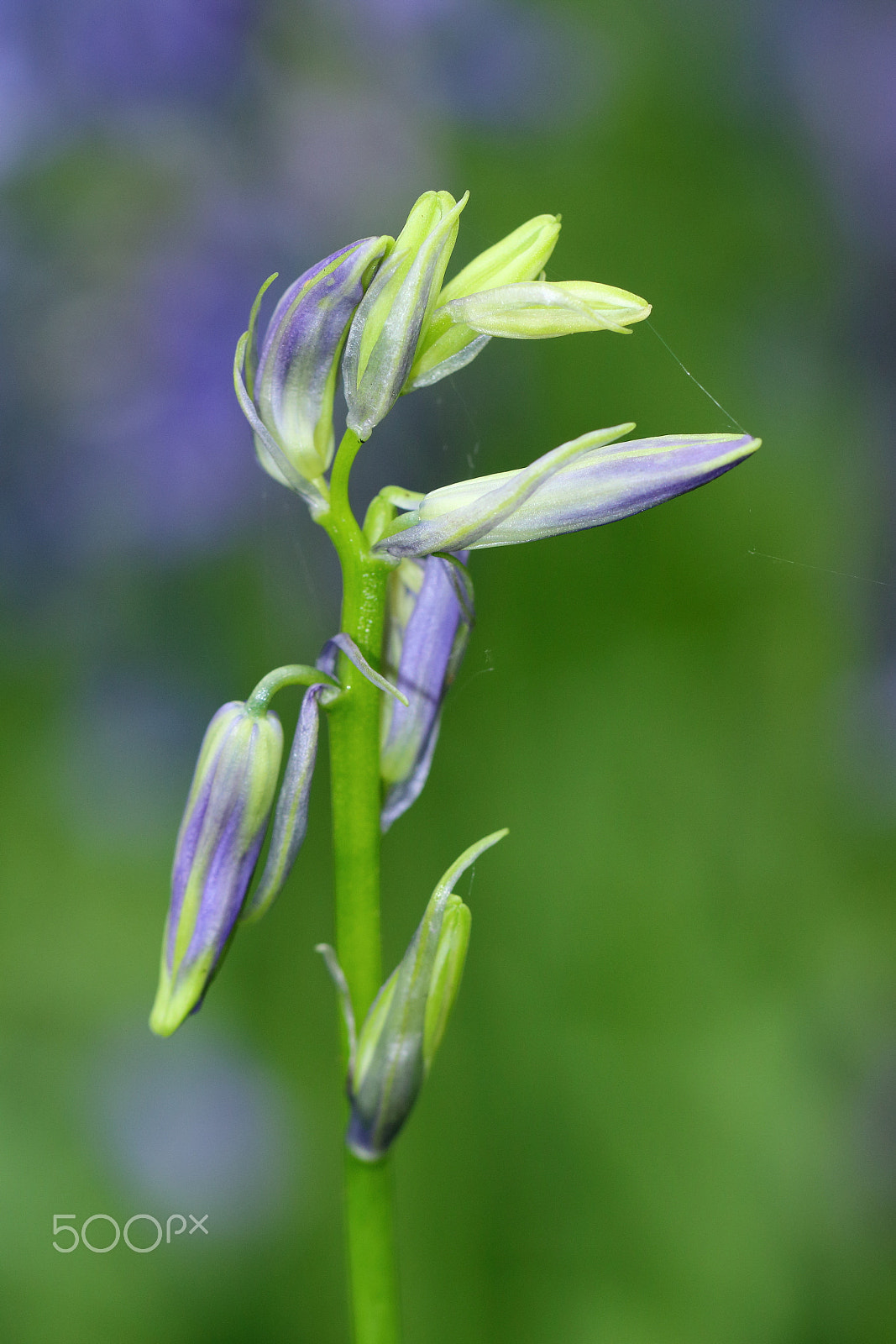 Canon EF 100mm F2.8L Macro IS USM sample photo. Unopened bluebell photography