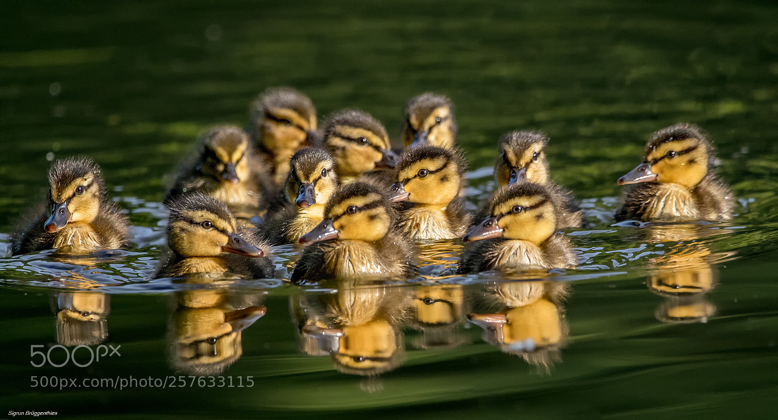 Canon EOS 7D Mark II sample photo. Stockente twelve on a photography
