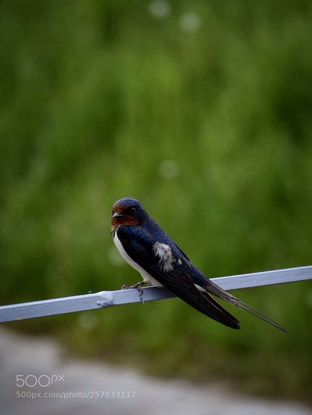 Nikon D7000 sample photo. Swallow photography