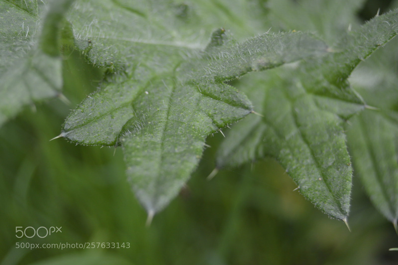 Nikon D3200 sample photo. Smuk natur photography