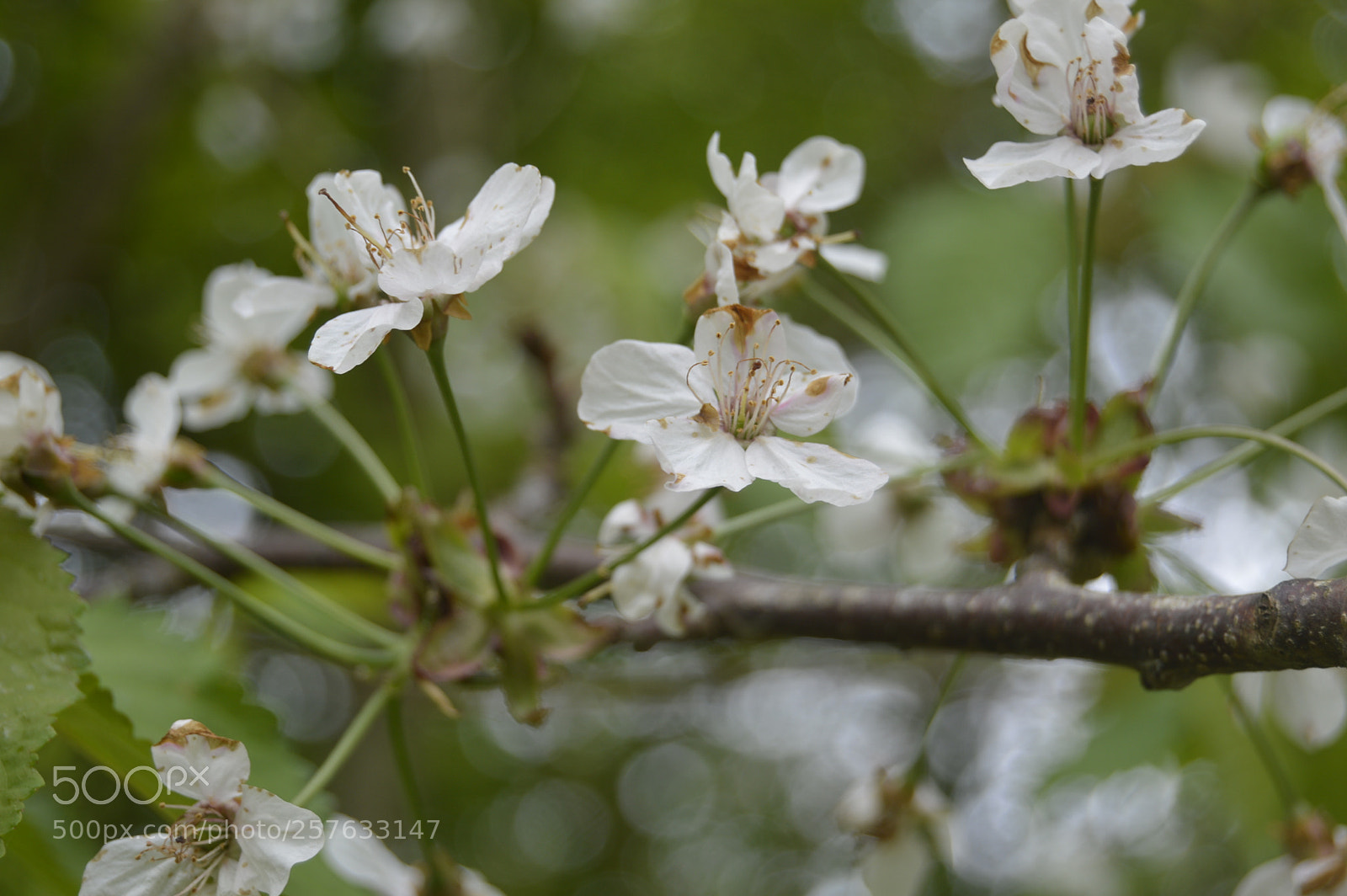 Nikon D3200 sample photo. Smuk natur photography