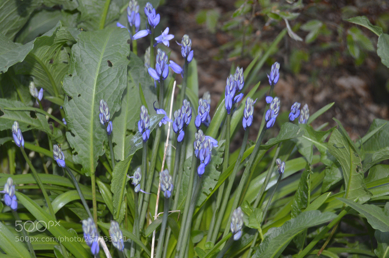 Nikon D3200 sample photo. Smuk natur photography