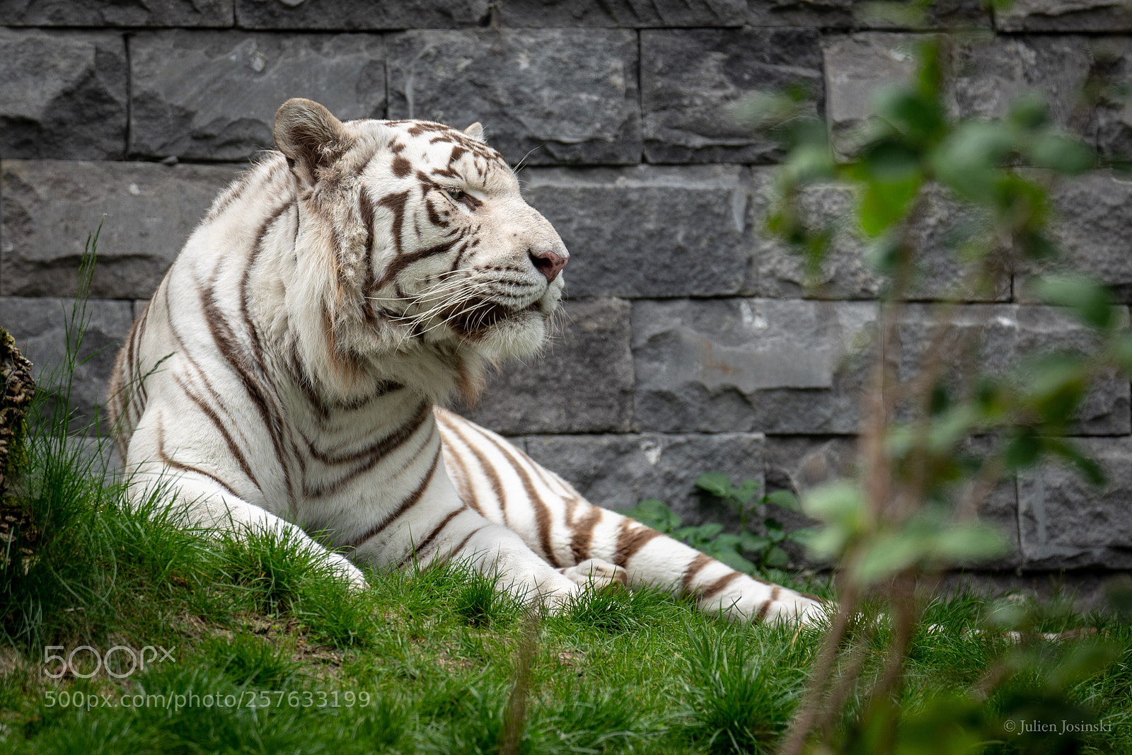 Sony a7R III sample photo. White tiger  photography