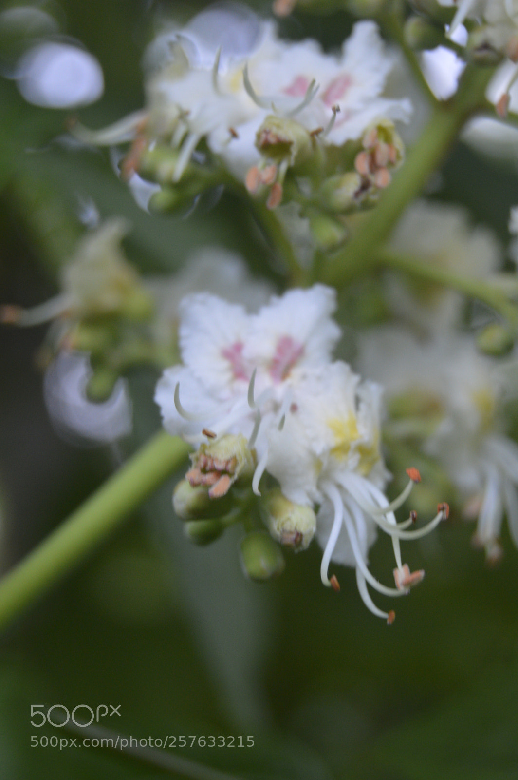 Nikon D3200 sample photo. Smuk natur photography