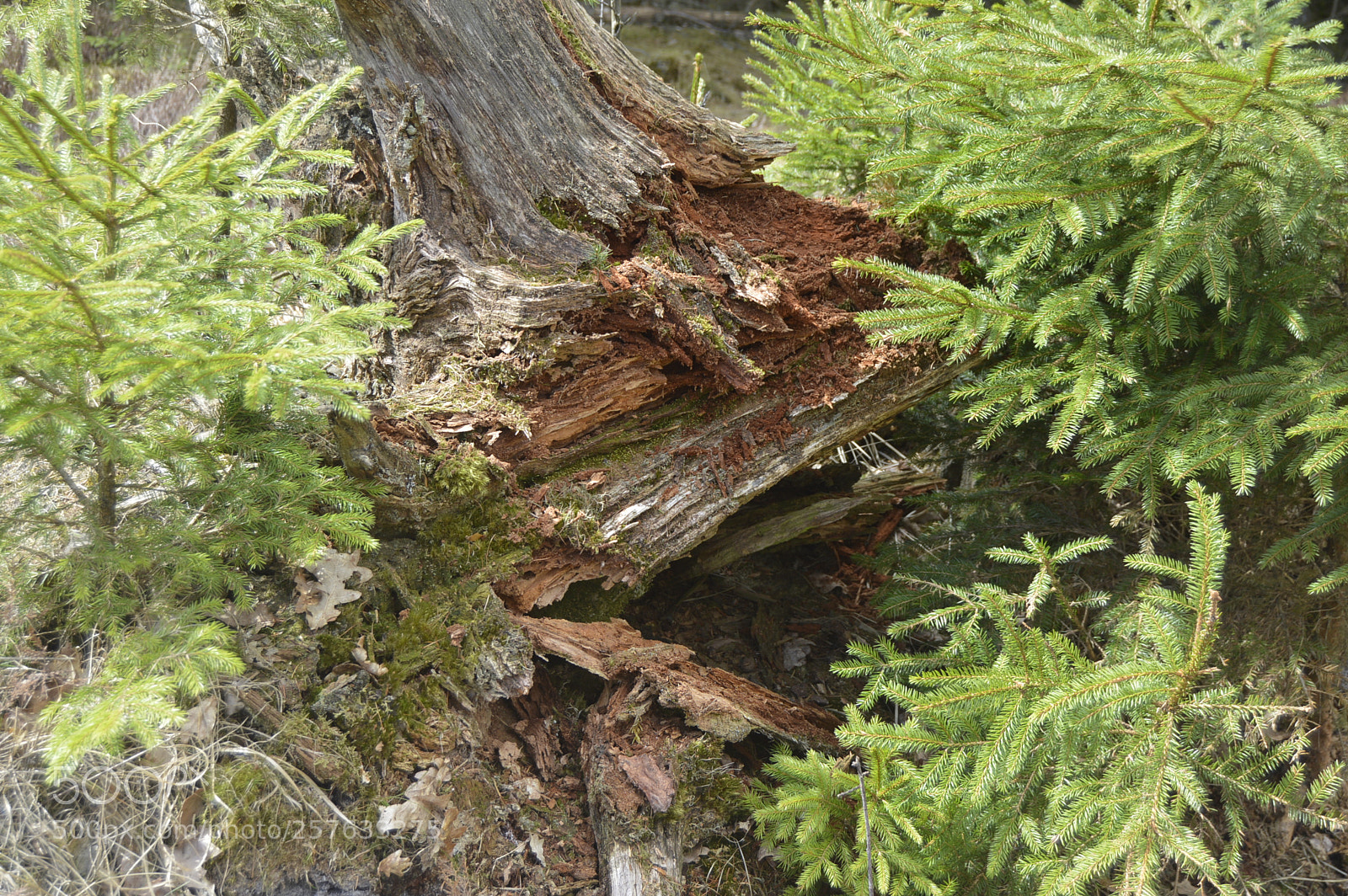 Nikon D3200 sample photo. Smuk natur photography