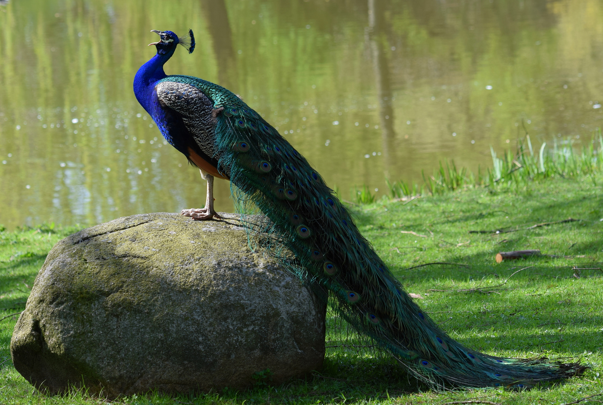 Nikon AF-S Nikkor 70-200mm F2.8G ED VR II sample photo. Peacock photography