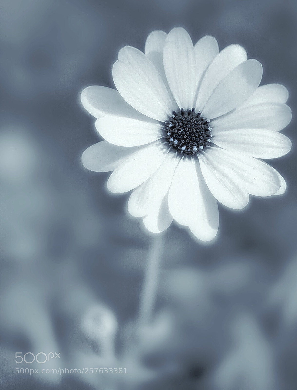 Nikon D750 sample photo. Peaceful flower  photography