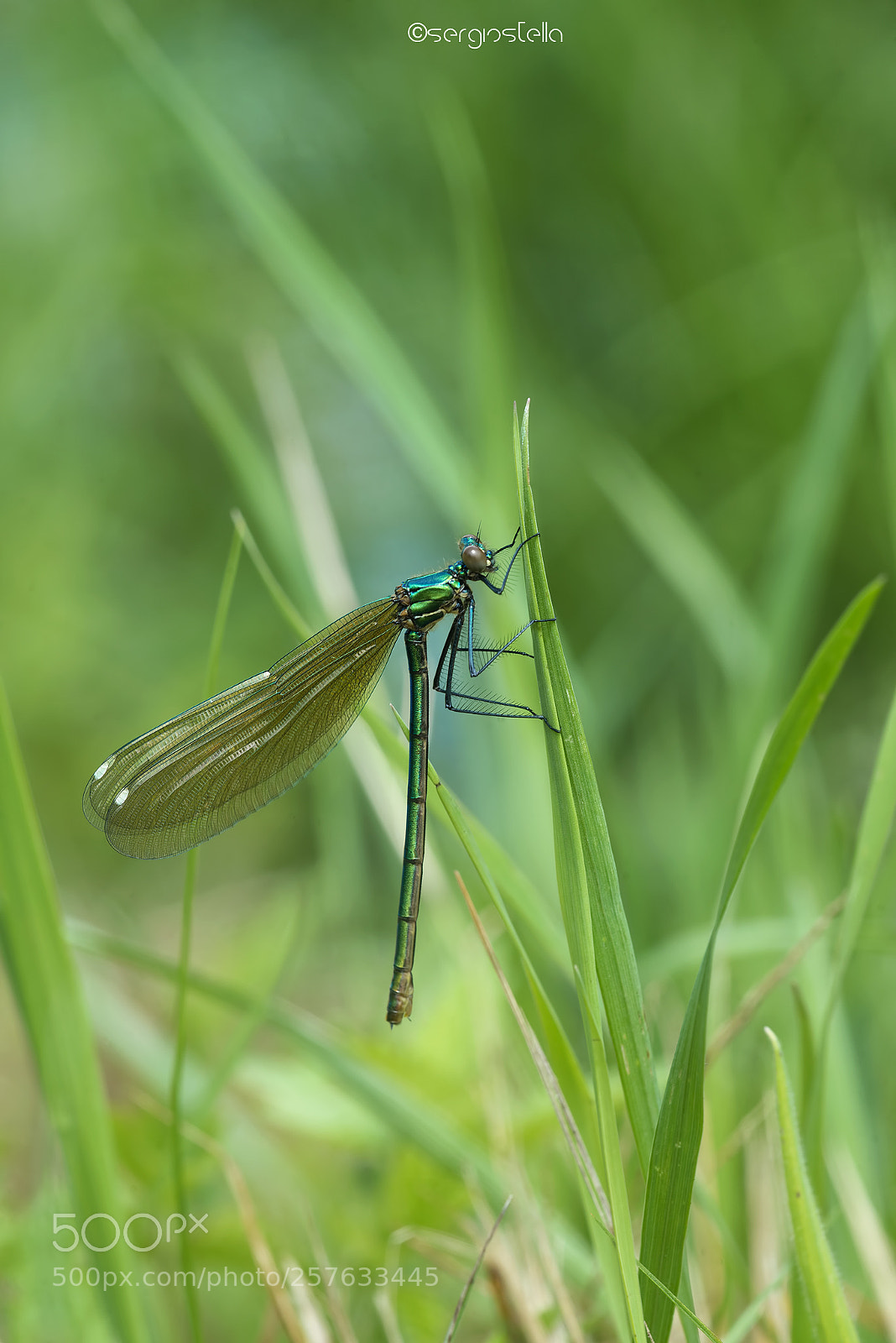 Nikon D610 sample photo. Wild new life____ photography