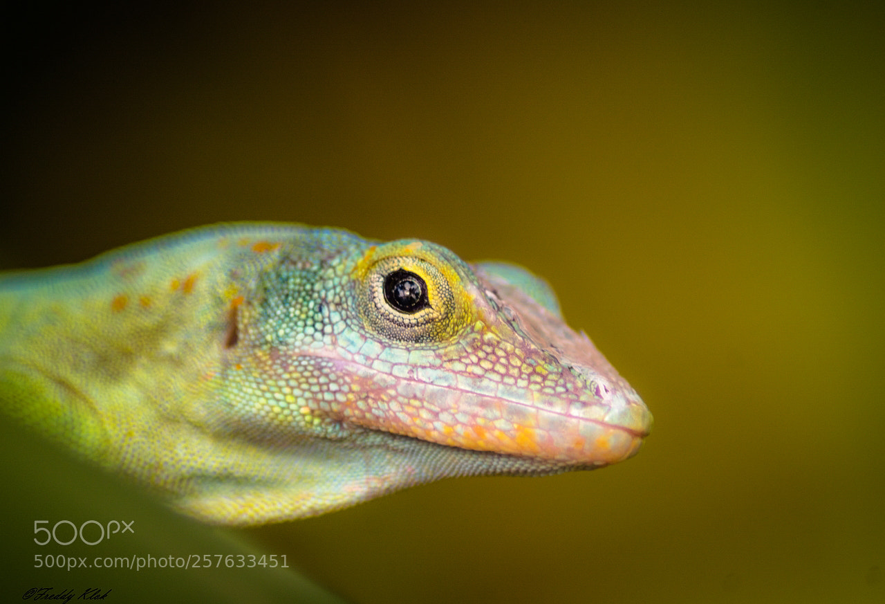 Sony ILCA-77M2 sample photo. Lizard photography